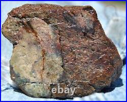 Dinosaur Fossil MAGA Red Jurassic Petrified Jewelry Agatized Stone 205gr-7.3oz