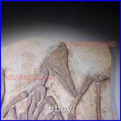 Dinosaur Fossil Pterosaur Flying Bird Reptile Jurassic World Bone Teeth Claw Ps8