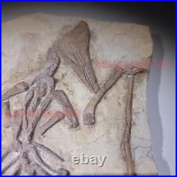 Dinosaur Fossil Pterosaur Flying Bird Reptile Jurassic World Bone Teeth Claw Ps8