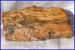 Dinosaur Fossil Red Boner Gembone Agatized Petrified Jurassic 420gr-14.8oz