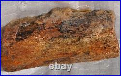 Dinosaur Fossil Red Boner Gembone Agatized Petrified Jurassic 420gr-14.8oz