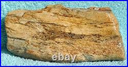 Dinosaur Fossil Red Boner Gembone Agatized Petrified Jurassic 420gr-14.8oz