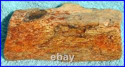 Dinosaur Fossil Red Boner Gembone Agatized Petrified Jurassic 420gr-14.8oz