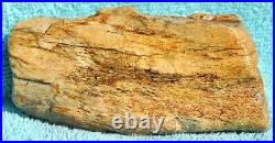 Dinosaur Fossil Red Boner Gembone Agatized Petrified Jurassic 420gr-14.8oz