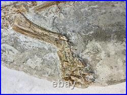 Dinosaur Fossil Skeleton In Matrix UNIQUE 2-D Psittacosaurus with Stomach Contents