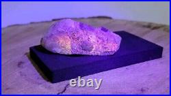 Dinosaur Fossil Skull Real Possible Reptile Snake Highly Uv Reactive