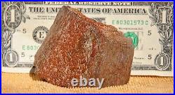 Dinosaur Fossil Trump Tower BIG Jurassic Gem Jewelry Agatized Stone 284gr-10oz