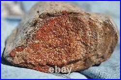 Dinosaur Fossil Trump Tower BIG Jurassic Gem Jewelry Agatized Stone 284gr-10oz