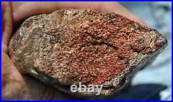 Dinosaur Fossil Trump Tower BIG Jurassic Gem Jewelry Agatized Stone 284gr-10oz