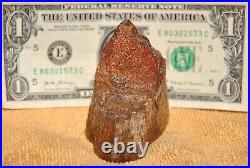 Dinosaur Fossil Trump Tower BIG Jurassic Gem Jewelry Agatized Stone 284gr-10oz