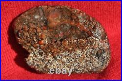 Dinosaur Gem Bone Birthday Present-Fossil Jurassic Petrified Jewelry Stone 26gr