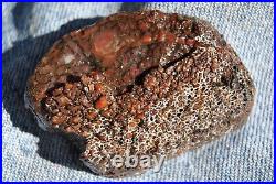 Dinosaur Gem Bone Birthday Present-Fossil Jurassic Petrified Jewelry Stone 26gr