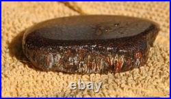 Dinosaur Gem Bone Birthday Present-Fossil Jurassic Petrified Jewelry Stone 26gr