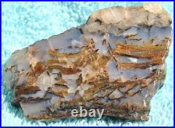 Dinosaur Gem Bone Blue Holiday Party Agatized Petrified Jurassic 48gr-1.7oz