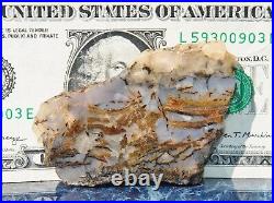 Dinosaur Gem Bone Blue Holiday Party Agatized Petrified Jurassic 48gr-1.7oz