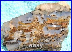 Dinosaur Gem Bone Blue Holiday Party Agatized Petrified Jurassic 48gr-1.7oz