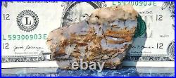 Dinosaur Gem Bone Blue Holiday Party Agatized Petrified Jurassic 48gr-1.7oz