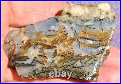 Dinosaur Gem Bone Blue Holiday Party Agatized Petrified Jurassic 48gr-1.7oz