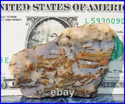 Dinosaur Gem Bone Blue Holiday Party Agatized Petrified Jurassic 48gr-1.7oz