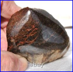 Dinosaur Gem Bone Fossil Black & Ruby Mountain Petrified Jurassic 159gr-5.6oz