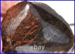 Dinosaur Gem Bone Fossil Black & Ruby Mountain Petrified Jurassic 159gr-5.6oz