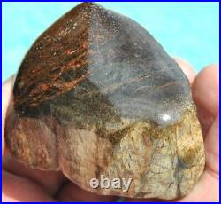 Dinosaur Gem Bone Fossil Black & Ruby Mountain Petrified Jurassic 159gr-5.6oz