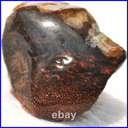 Dinosaur Gem Bone Fossil Black & Ruby Mountain Petrified Jurassic 159gr-5.6oz