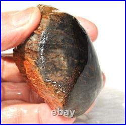 Dinosaur Gem Bone Fossil Black & Ruby Mountain Petrified Jurassic 159gr-5.6oz