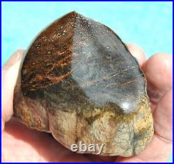 Dinosaur Gem Bone Fossil Black & Ruby Mountain Petrified Jurassic 159gr-5.6oz