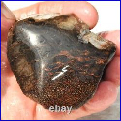 Dinosaur Gem Bone Fossil Black & Ruby Mountain Petrified Jurassic 159gr-5.6oz