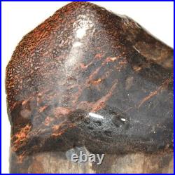 Dinosaur Gem Bone Fossil Black & Ruby Mountain Petrified Jurassic 159gr-5.6oz