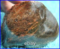 Dinosaur Gem Bone Fossil Black & Ruby Mountain Petrified Jurassic 159gr-5.6oz