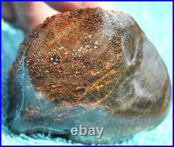 Dinosaur Gem Bone Fossil Black & Ruby Mountain Petrified Jurassic 159gr-5.6oz