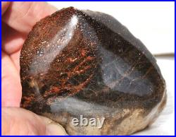 Dinosaur Gem Bone Fossil Black & Ruby Mountain Petrified Jurassic 159gr-5.6oz