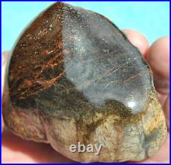 Dinosaur Gem Bone Fossil Black & Ruby Mountain Petrified Jurassic 159gr-5.6oz