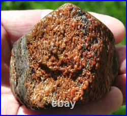 Dinosaur Gem Bone Fossil Black & Ruby Mountain Petrified Jurassic 159gr-5.6oz