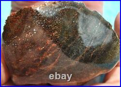 Dinosaur Gem Bone Fossil Black & Ruby Mountain Petrified Jurassic 159gr-5.6oz