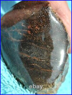 Dinosaur Gem Bone Fossil Black & Ruby Mountain Petrified Jurassic 159gr-5.6oz