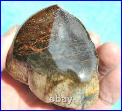 Dinosaur Gem Bone Fossil Black & Ruby Mountain Petrified Jurassic 159gr-5.6oz