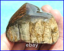 Dinosaur Gem Bone Fossil Black & Ruby Mountain Petrified Jurassic 159gr-5.6oz