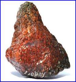 Dinosaur Golden Crimson Spire Gem Bone Jurassic Meditation Healing Lucky 72gr