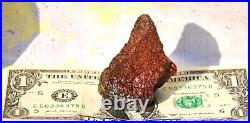 Dinosaur Golden Crimson Spire Gem Bone Jurassic Meditation Healing Lucky 72gr