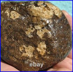 Dinosaur Golden Vertebrae Fossil Bone Jurassic Jewelry Museum 418gr 14.7oz