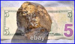 Dinosaur Golden Vertebrae Fossil Bone Jurassic Jewelry Museum 418gr 14.7oz