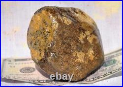 Dinosaur Golden Vertebrae Fossil Bone Jurassic Jewelry Museum 418gr 14.7oz