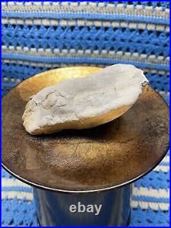 Dinosaur Jaw Bone With 14 Teeth Authentic