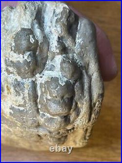 Dinosaur Jaw Bone With 14 Teeth Authentic