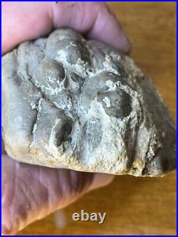 Dinosaur Jaw Bone With 14 Teeth Authentic