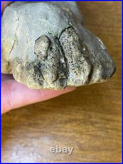 Dinosaur Jaw Bone With 14 Teeth Authentic