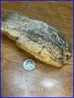 Dinosaur Jaw Bone With 14 Teeth Authentic